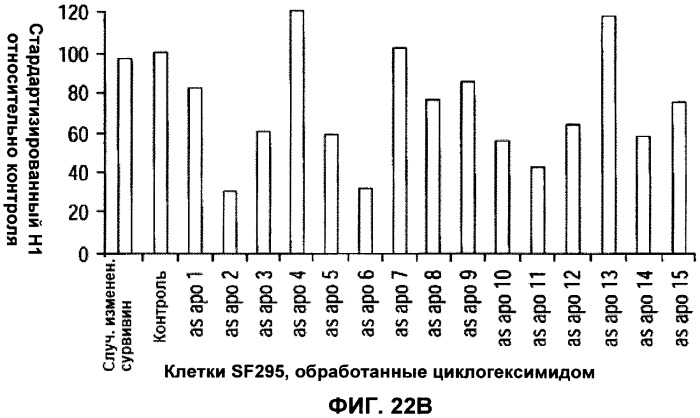 Лечение пролиферативных заболеваний с использованием антисмыслового олигомера iap и химиотерапевтического препарата (патент 2376018)