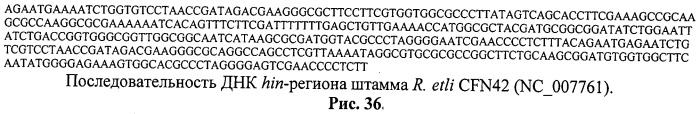 Способ идентификации и дифференциации прокариотических организмов (патент 2486251)