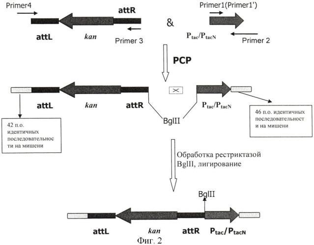 Способ конструирования рекомбинантных бактерий, принадлежащих к роду pantoea, и способ продукции l-аминокислот с использованием бактерий, принадлежащих к роду pantoea (патент 2418069)