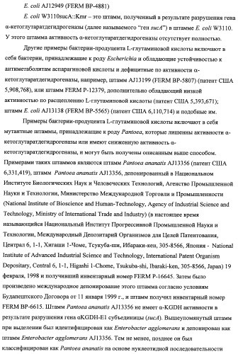 Способ получения l-треонина с использованием бактерии, принадлежащей к роду escherichia, модифицированной таким образом, что в ней нарушена способность к образованию ворсинок типа &quot;керли&quot; (патент 2338782)