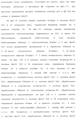 Композиции, содержащие cpg-олигонуклеотиды и вирусоподобные частицы, для применения в качестве адъювантов (патент 2322257)