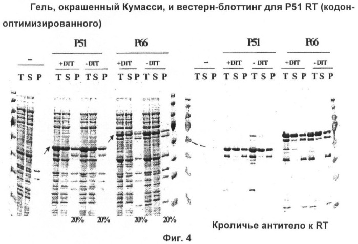 Вакцина для предупреждения и лечения вич-инфекции (патент 2441878)