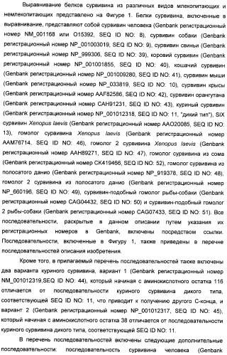 Композиции и способы для лечения опухолей, презентирующих антигены сурвивина (патент 2411040)