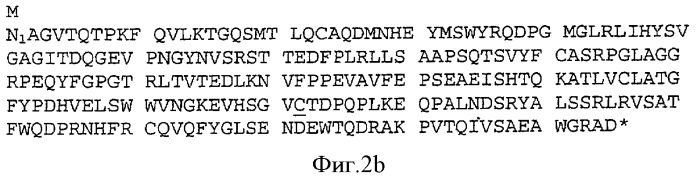 Одноцепочечные рекомбинантные т-клеточные рецепторы (патент 2355703)