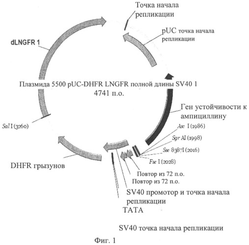 Промотор (патент 2491344)