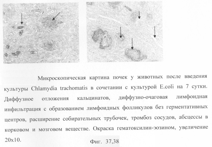 Способ моделирования пиелонефрита (патент 2289852)