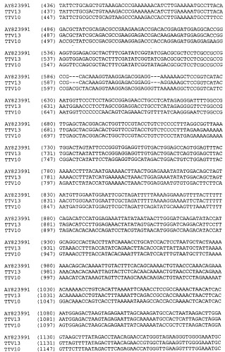 Выделенная полинуклеотидная молекула, кодирующая вирус torque teno, молекула рнк и вектор экспрессии (патент 2502801)