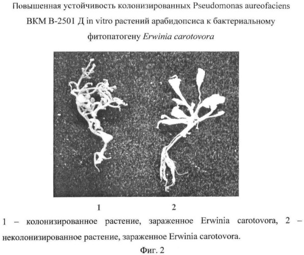 Способ получения растительно-микробных ассоциаций для фиторемедиации на основе микроразмножаемых растений и плазмидосодержащих ризосферных бактерий (патент 2443771)