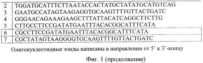 Биочип и способ типирования патогенов i группы, относящихся к семействам арена- и филовирусов (патент 2562117)