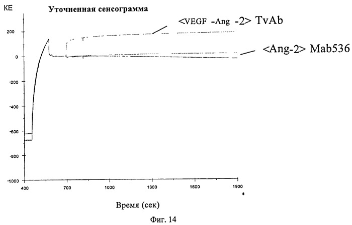 Биспецифические анти-vegf/анти-ang-2 антитела (патент 2542382)