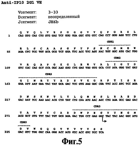 Выделенное антитело против ip-10, иммуноконъюгат и биспецифическая молекула на его основе, их композиции, способ лечения (варианты), кодирующая молекула нуклеиновой кислоты, соответствующий экспрессионный вектор, клетка-хозяин и гибридома (патент 2486199)