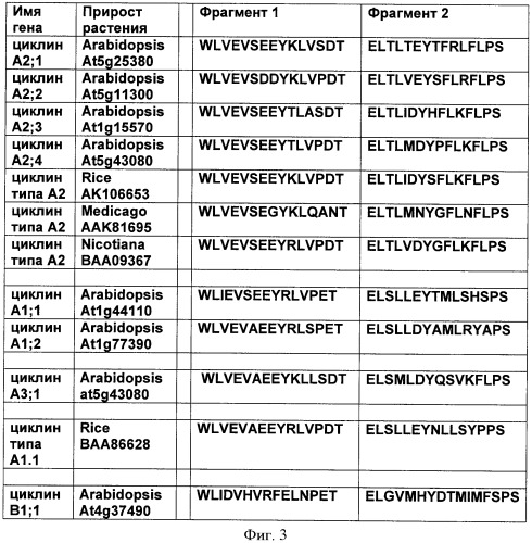 Растения с повышенной урожайностью и способ их получения (патент 2377306)