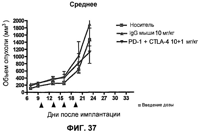 Моноклональные антитела человека к белку программируемой смерти 1 (pd-1) и способы лечения рака с использованием анти-pd-1-антител самостоятельно или в комбинации с другими иммунотерапевтическими средствами (патент 2494107)