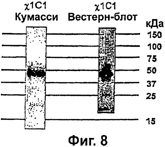 Мультимеры рецептор-связывающих лигандов (патент 2325400)