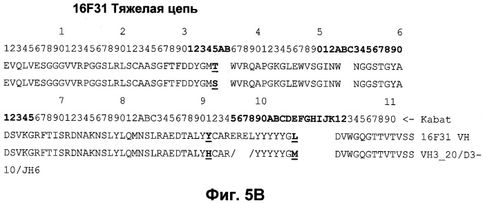 Антитела к человеческому nkg2d и их применения (патент 2563343)