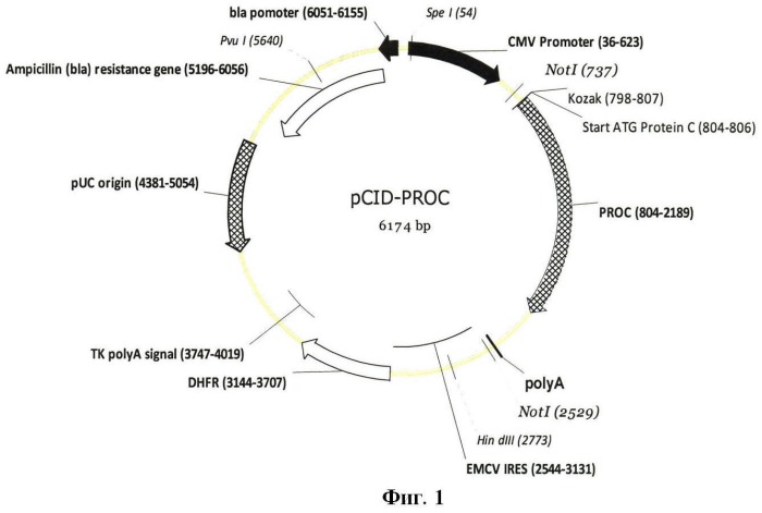 Экспрессионная плазмидная днк pcid-proc, кодирующая протеин с человека, и клеточная линия dg-cid-proc-1, продуцирующая рекомбинантный протеин с человека (патент 2469093)