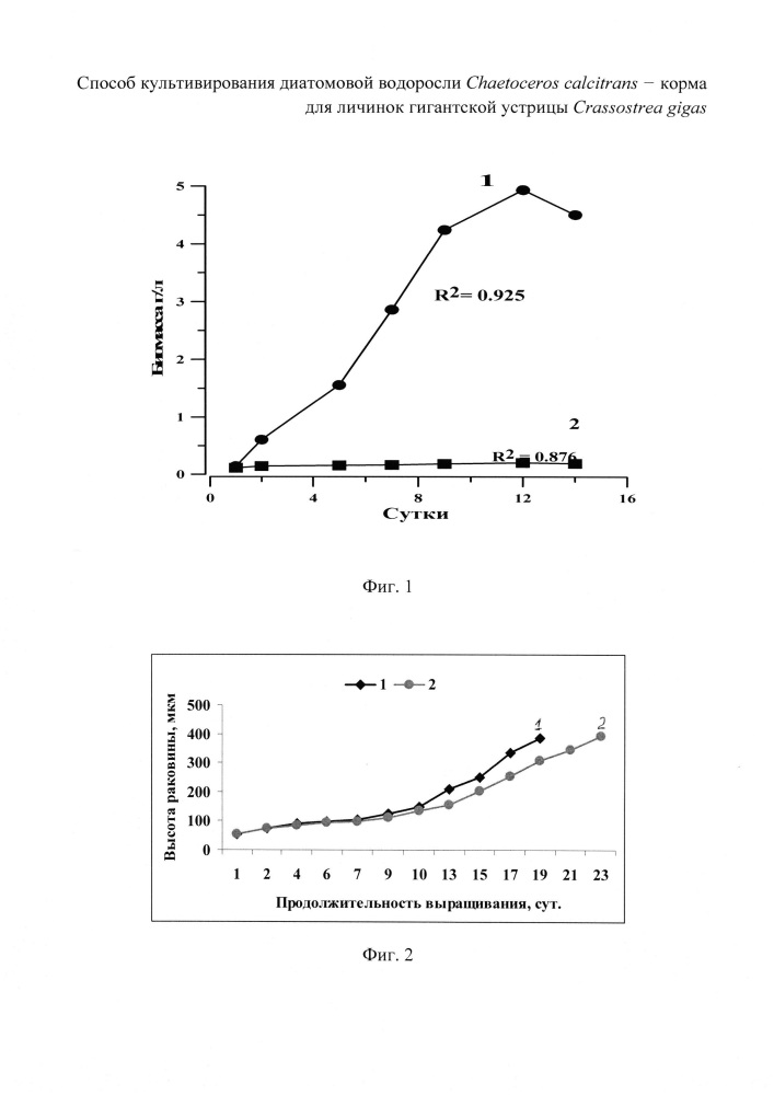 Способ культивирования диатомовой водоросли chaetoceros calcitrans - корма для личинок гигантской устрицы crassostrea gigas (патент 2663328)