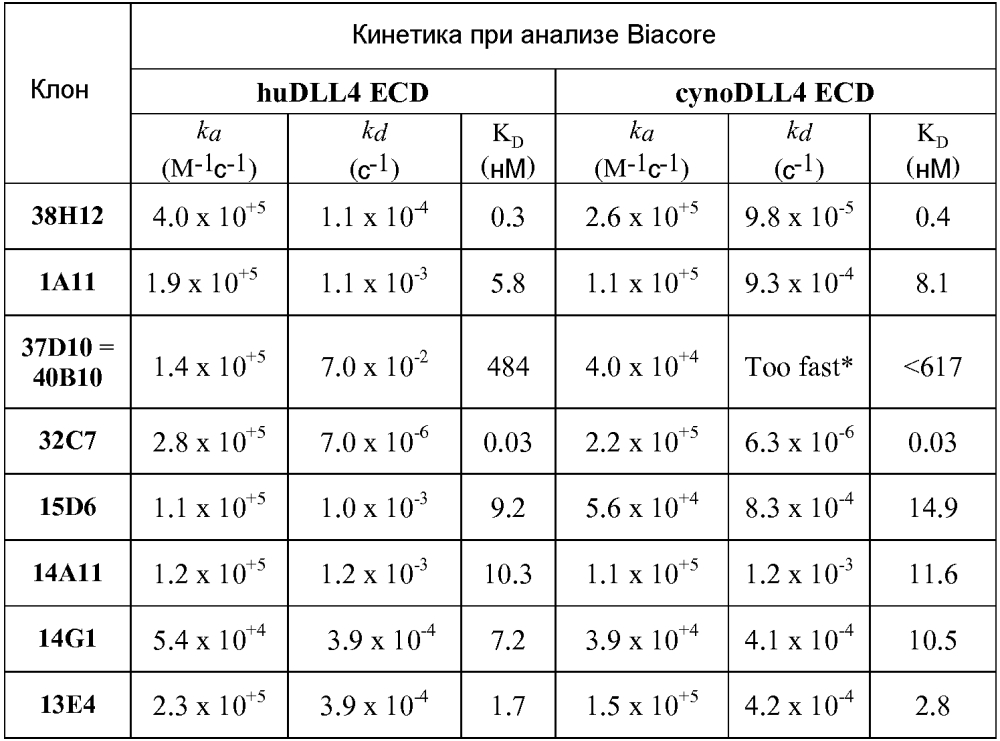 Терапевтические dll4-связывающие белки (патент 2605928)