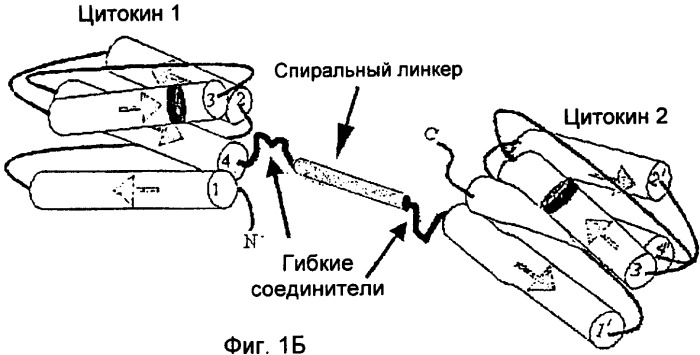 Полипептид со свойствами агониста рецептора гормона роста, кодирующая его нуклеиновая кислота, вектор для его экспрессии и продуцирующая его клетка (патент 2391353)