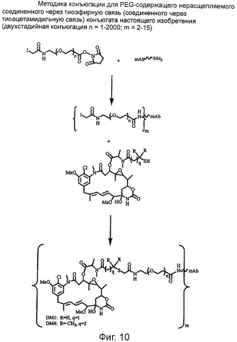 Высокоэффективные конъюгаты и гидрофильные сшивающие агенты (линкеры) (патент 2487877)