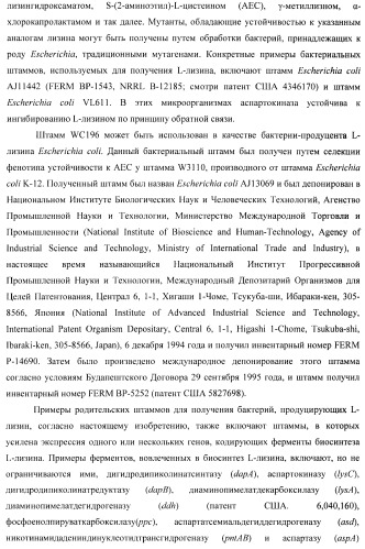 Способ получения l-треонина с использованием бактерии, принадлежащей к роду escherichia, в которой инактивирован ген yncd (патент 2396337)