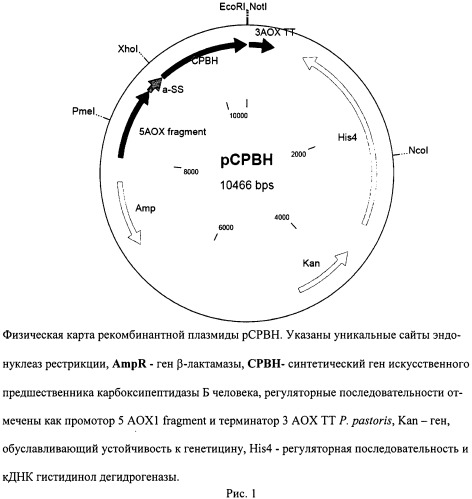 Рекомбинантная плазмидная днк pcpbh для биосинтеза полипептида со свойствами карбоксипептидазы б человека, и рекомбинантный штамм метилотрофных дрожжей pichia pastoris - продуцент полипептида со свойствами карбоксипептидазы б человека (патент 2531524)