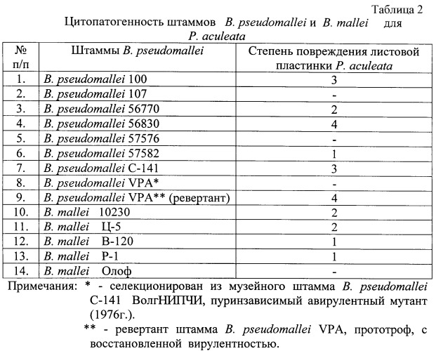 Способ косвенной оценки вирулентности штаммов патогенных буркхольдерий по признаку цитопатогенности (патент 2485182)