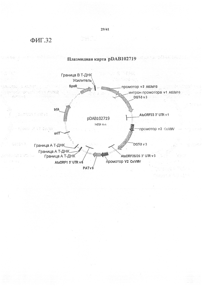 Синтетические транзитные пептиды хлоропласта из brassica (патент 2636035)