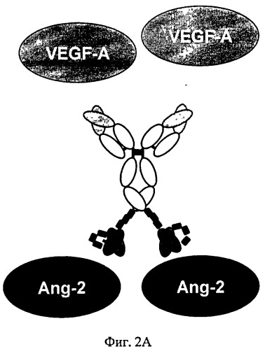 Биспецифические анти-vegf/анти-ang-2 антитела (патент 2542382)