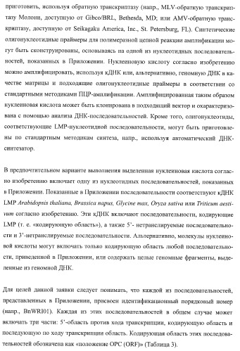 Молекулы нуклеиновых кислот, кодирующие wrinkled1-подобные полипептиды, и способы их применения в растениях (патент 2385347)