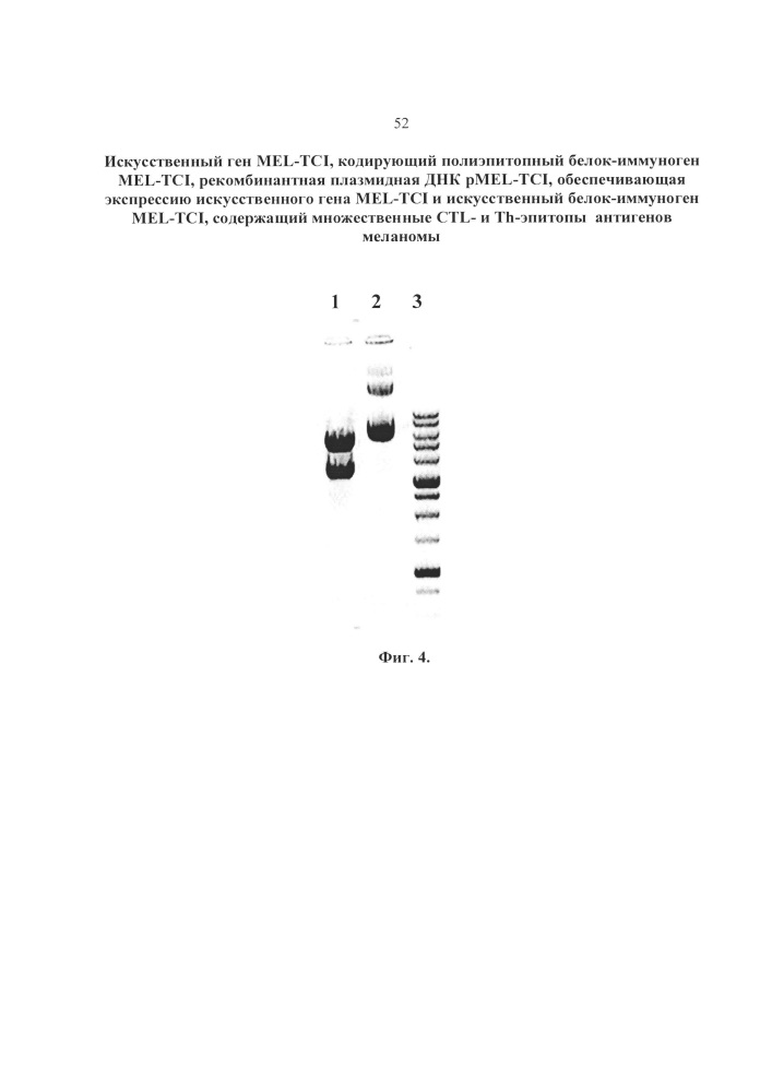 Искусственный ген mel-tci, кодирующий полиэпитопный белок-иммуноген mel-tci, рекомбинантная плазмидная днк pmel-tci, обеспечивающая экспрессию искусственного гена mel-tci и искусственный белок-иммуноген mel-tci, содержащий ctl- и th-эпитопы антигенов меланомы, рестриктированные множественными аллелями hla i и ii класса (патент 2650872)