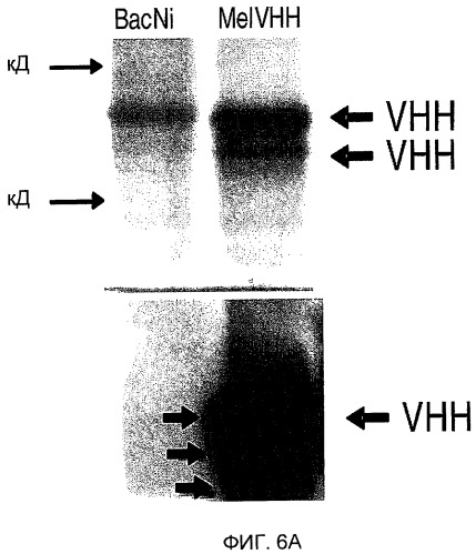 Мономерный домен vhh, полученный из анти-vp6-антител верблюдовых, димерный домен, способ иммунизации, способ выявления ротавирусов, композиция, способы профилактики и лечения ротавирусных инфекций (патент 2490275)