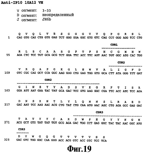 Выделенное антитело против ip-10, иммуноконъюгат и биспецифическая молекула на его основе, их композиции, способ лечения (варианты), кодирующая молекула нуклеиновой кислоты, соответствующий экспрессионный вектор, клетка-хозяин и гибридома (патент 2486199)