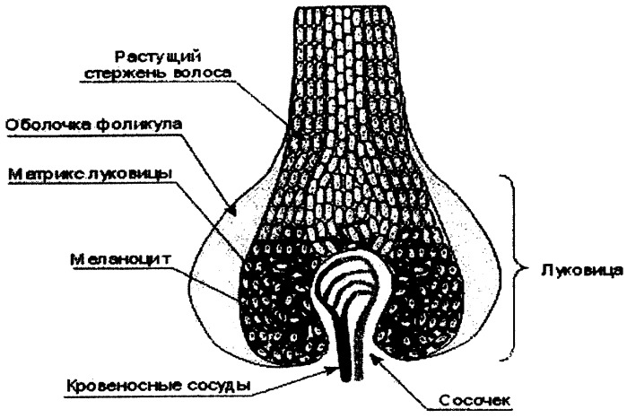 Способ определения содержания свинца в органах свиней (патент 2285920)