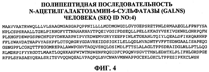 Изготовление активных высокофосфорилированных лизосомальных ферментов сульфатаз человека и их применение (патент 2510820)