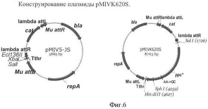 Бактерия семейства enterobacteriaceae - продуцент l-аспарагиновой кислоты или метаболитов, производных l-аспарагиновой кислоты, и способ получения l-аспарагиновой кислоты или метаблитов, производных l-аспарагиновой кислоты (патент 2472853)