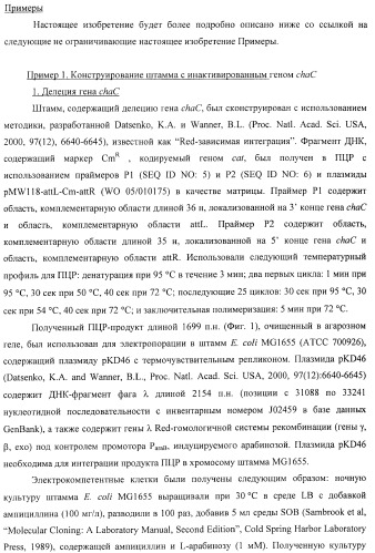 Способ получения l-треонина или l-аргинина с использованием бактерии, принадлежащей к роду escherichia, в которой инактивирован ген chac или оперон chabc (патент 2392327)