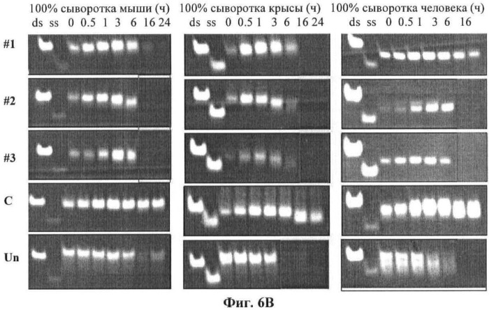 Новые структуры малых интерферирующих рнк (sirna) (патент 2487716)