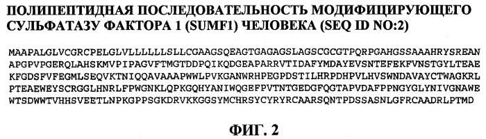 Изготовление активных высокофосфорилированных лизосомальных ферментов сульфатаз человека и их применение (патент 2510820)