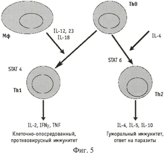 Способ иммунотерапии гнойного риносинусита (патент 2457789)