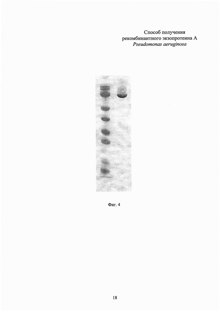 Способ получения рекомбинантного экзопротеина а pseudomonas aeruginosa (патент 2636346)