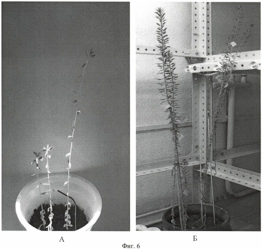 Способ укоренения растений, полученных в культуре in vitro (патент 2423045)