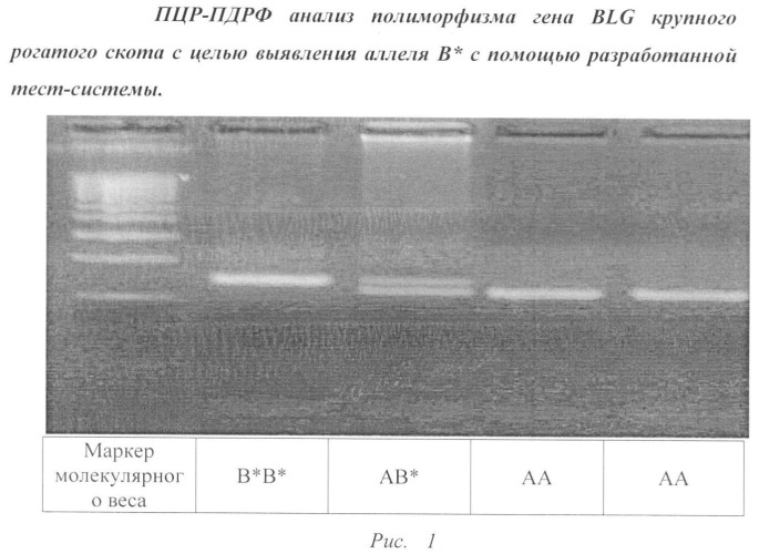 Способ выявления варианта в* бета-лактоглобулина у крупного рогатого скота (патент 2469088)