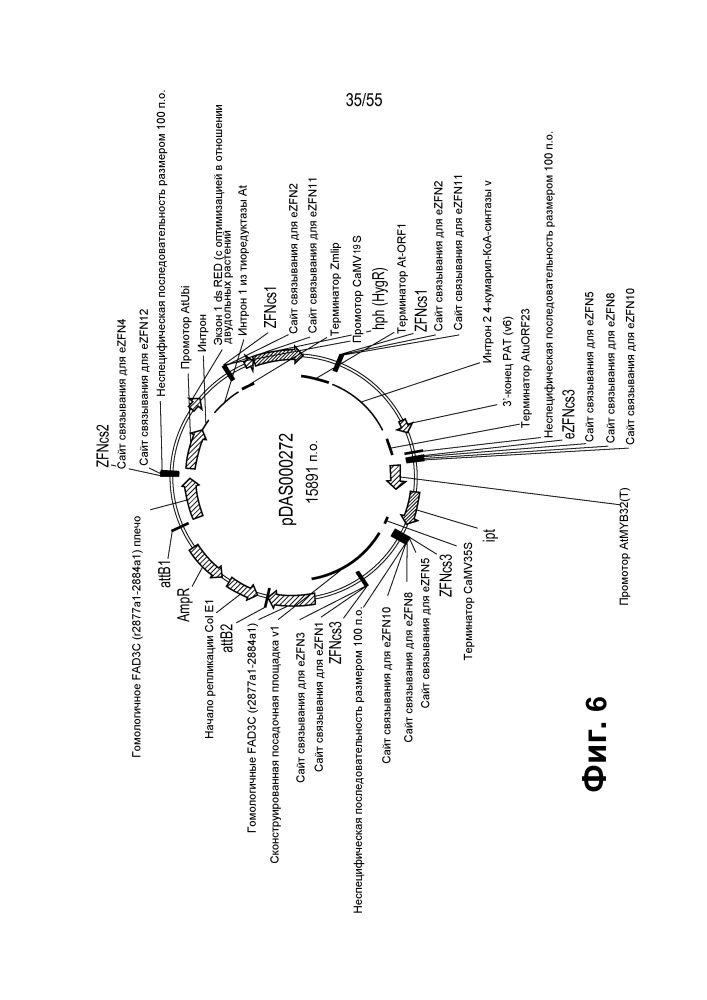 Локусы fad3 для выполнения операций и соответствующие связывающиеся со специфическими сайтами-мишенями белки, способные к вызову направленных разрывов (патент 2665811)