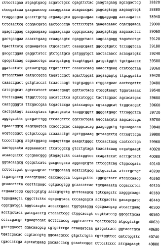 Бактериофаг, обладающий активностью против pseudomonas aeruginosa, белки бактериофага и способы их применения (патент 2580248)
