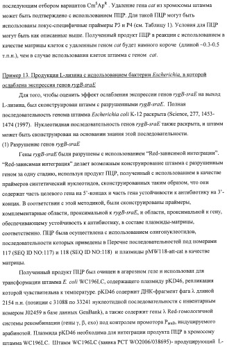 Способ получения l-аминокислот с использованием бактерии, принадлежащей к роду escherichia, в которой инактивирован один или несколько генов, кодирующих малые рнк (патент 2395567)