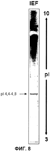 Внеклеточная гиалуронидаза из streptomyces koganeiensis (патент 2553205)