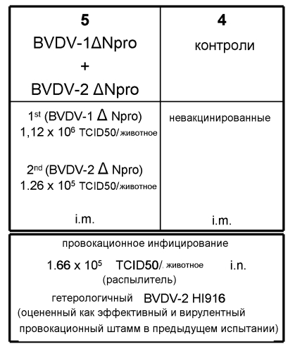 Bvdv-вакцина (патент 2578943)