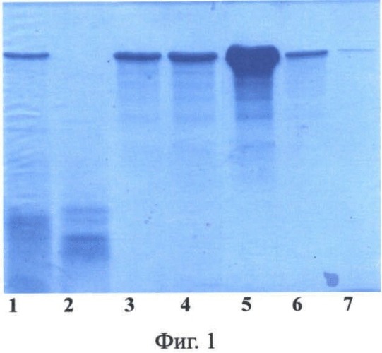 Способ получения суспензий гидрогелевых микрочастиц с заданными размерами на основе рекомбинантного белка паутины и их применение (патент 2478706)