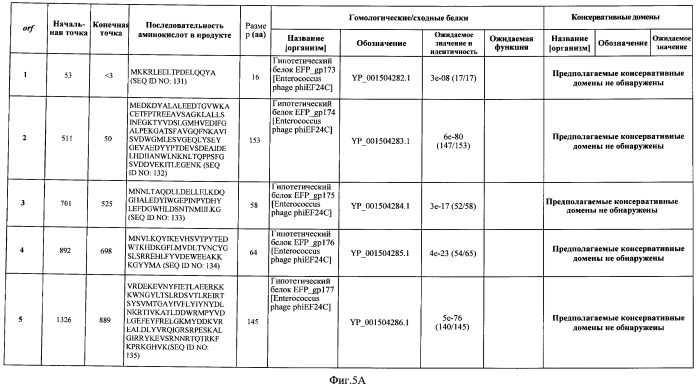 Бактериофаг, обладающий активностью против pseudomonas aeruginosa, белки бактериофага и способы их применения (патент 2580248)